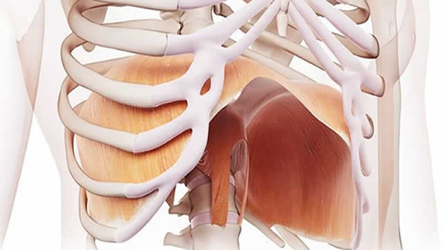 Blog Fisioterapia en diafragma, Fisioterapia y Osteopatía Barón, Móstoles