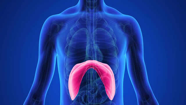 Dolor diafragma - Fisioterapia Barón, Mostoles